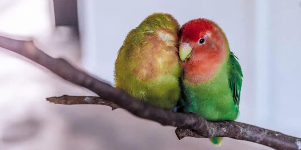 two love birds