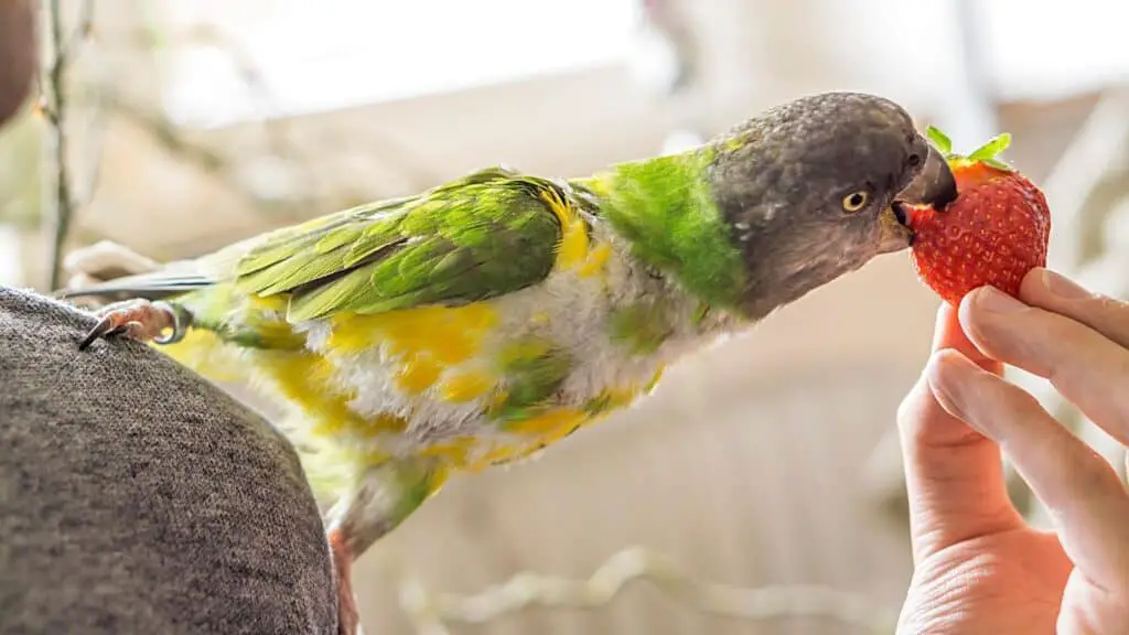 PARAKEET EATING FRUIT