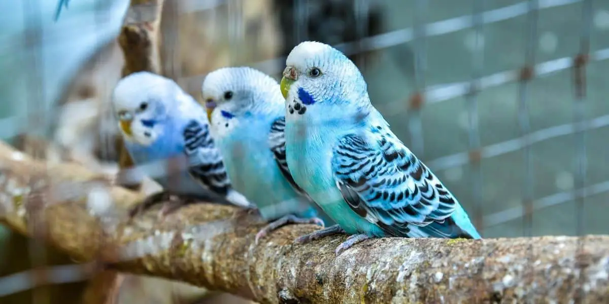 budgie in a cage