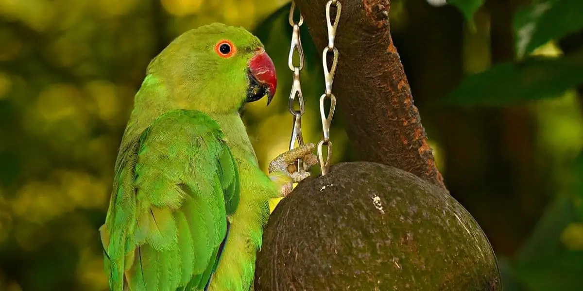 How Long Do Parakeets Live as Pets? Age Calculator | Aging Signs