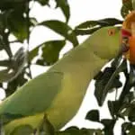 parakeet eating an orange