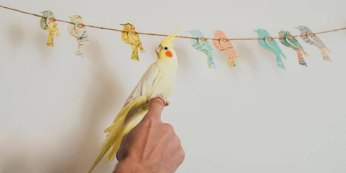 cockatiel and owner