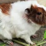 guinea pig eating herbs