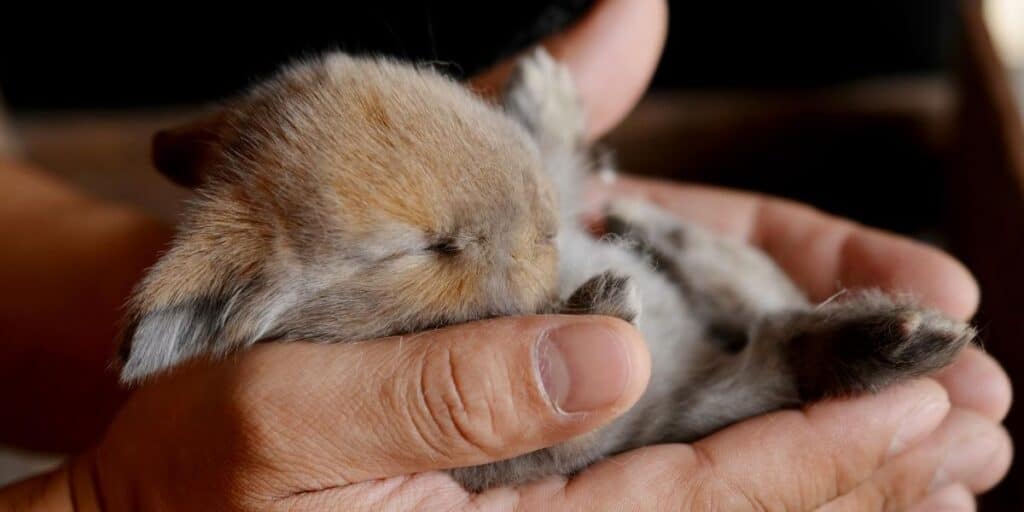 When do baby rabbits ears open