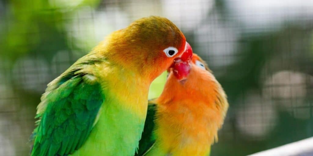 two love birds