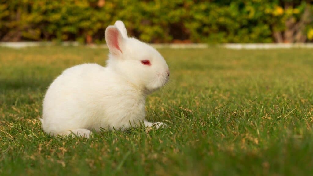 cute rabbit