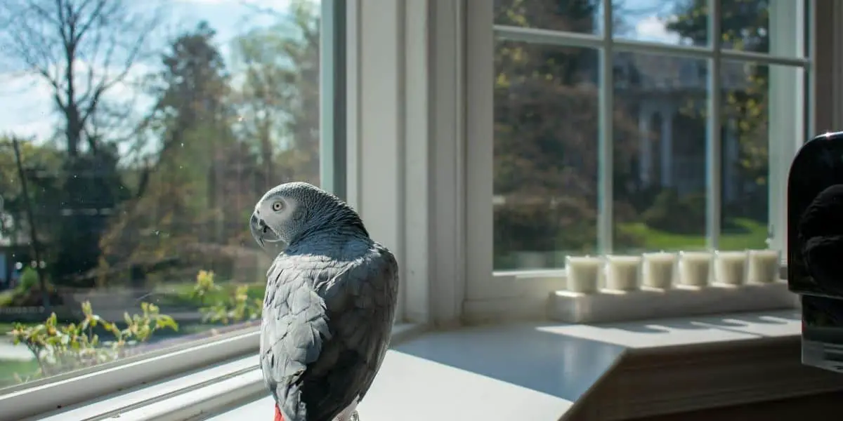 parrot looking out of a window