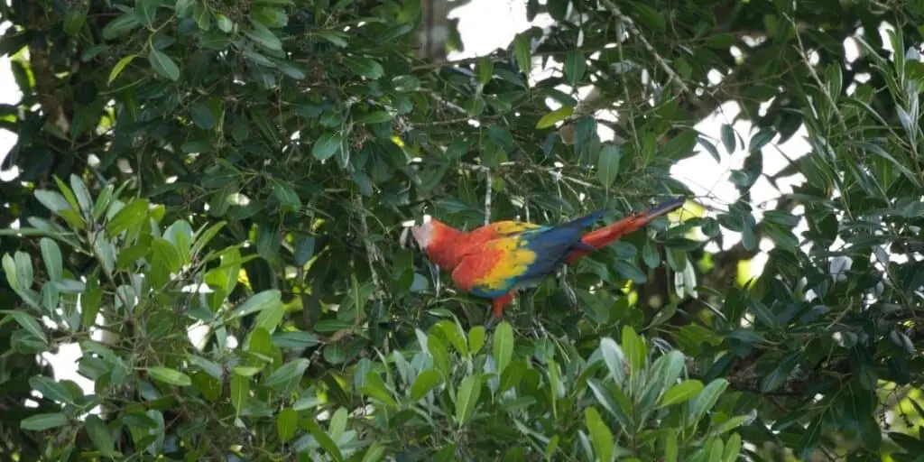 parrot up a tree