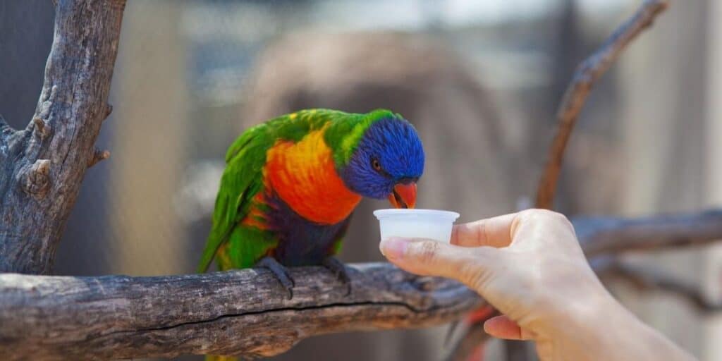 parrot being fed