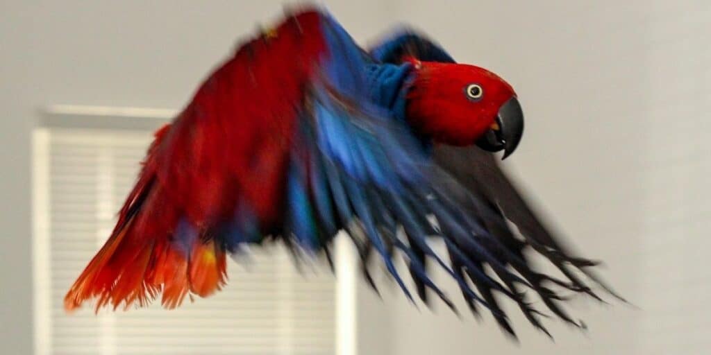 parrot flying inside a house