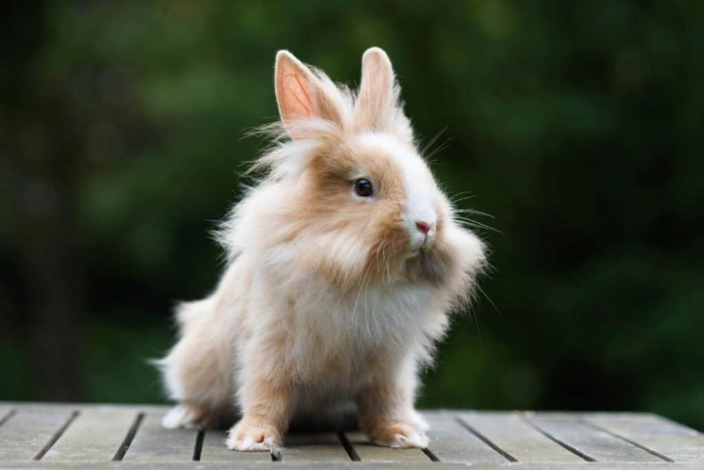 lionhead rabbit