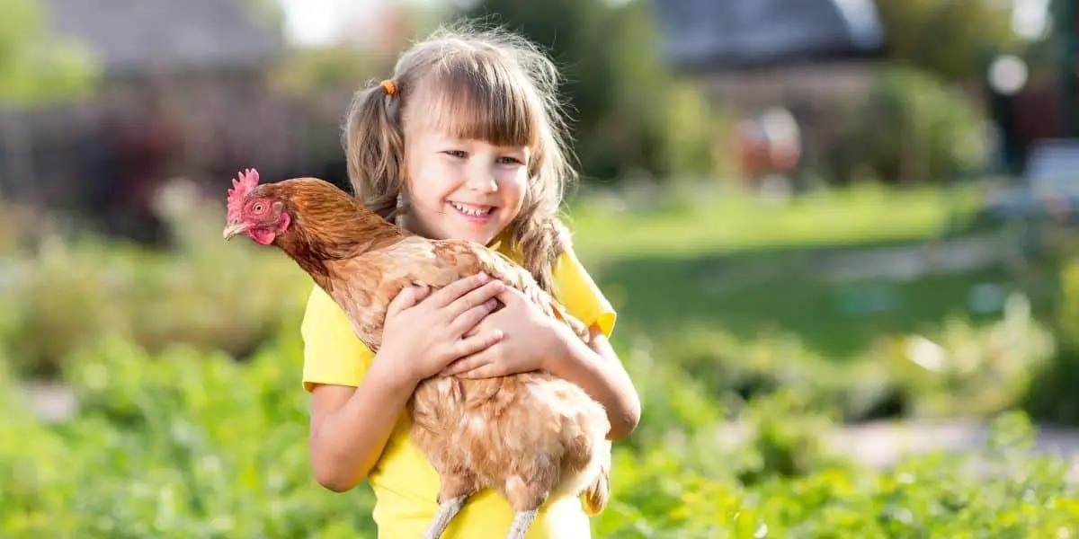 Do Chickens Fart? Why and How to Reduce the Smell