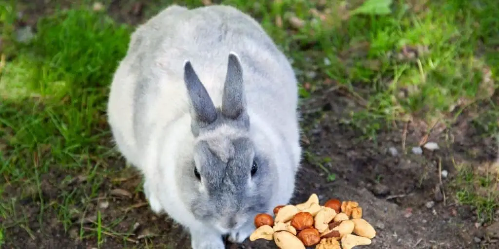 rabbit eating nuts