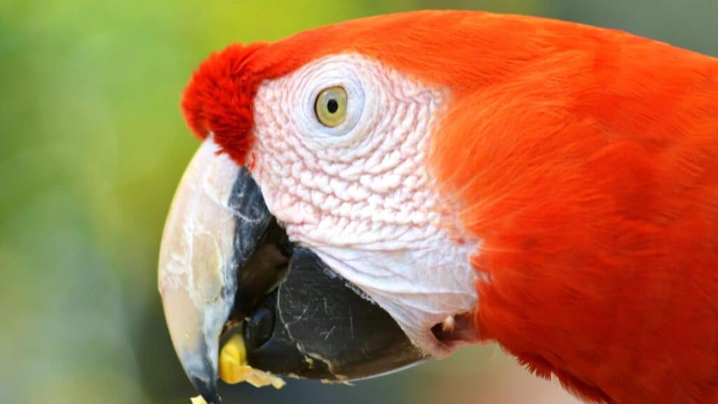 parrot eating pineapple