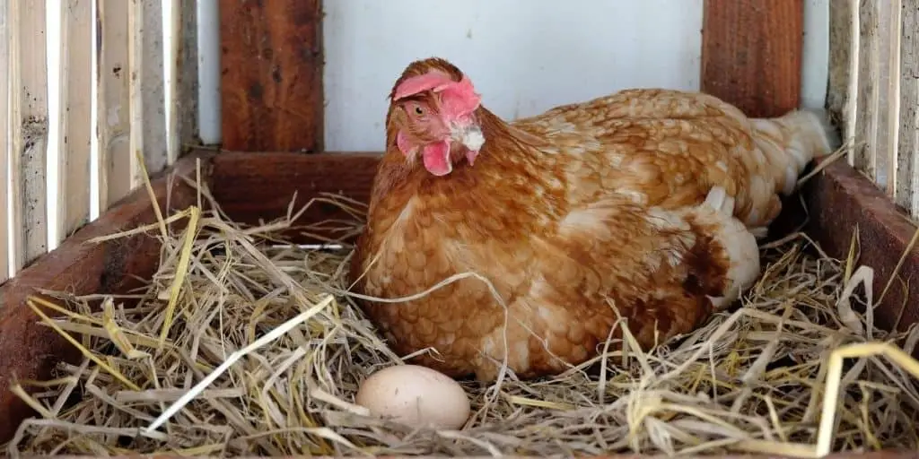 hen with egg