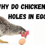chickens pecking a hole in an egg