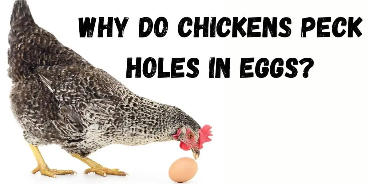 Why do chickens peck holes in their eggs?