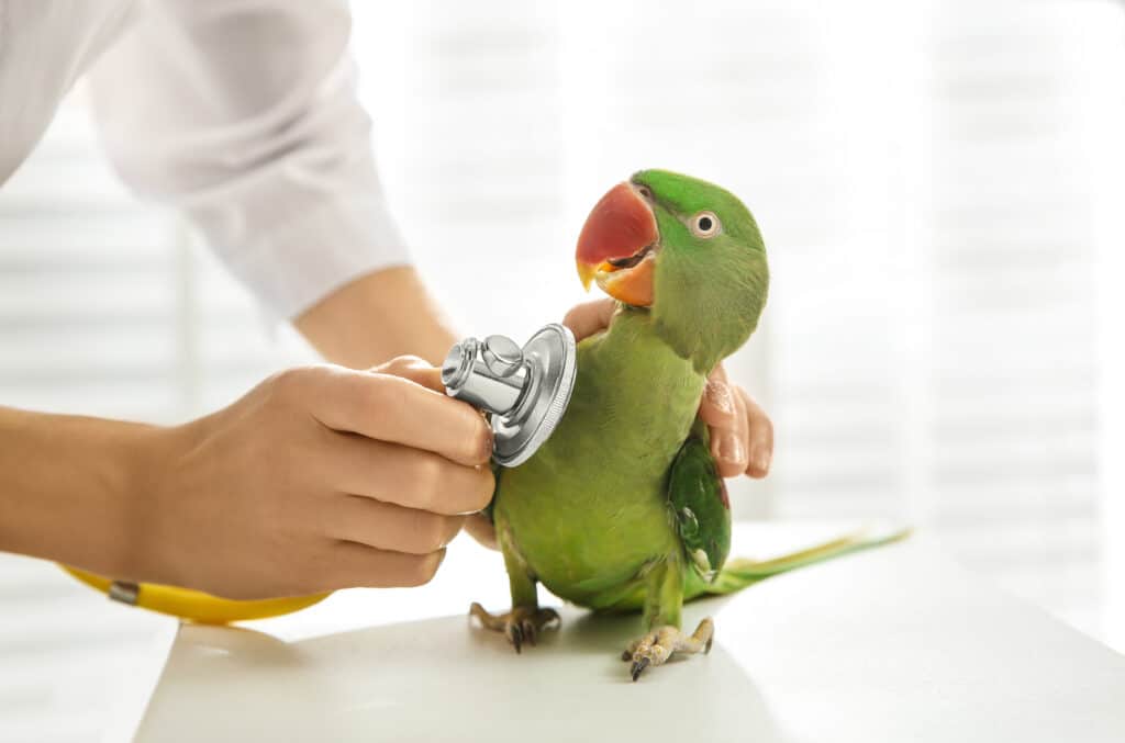 parakeet nos veterinários