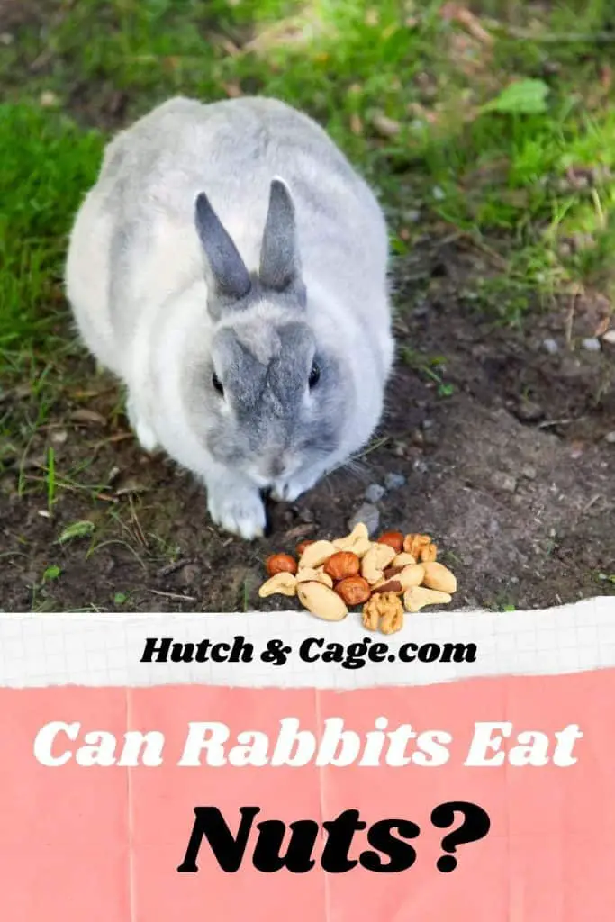 Can Rabbits Eat Nuts? Types Risks and More Hutch and Cage