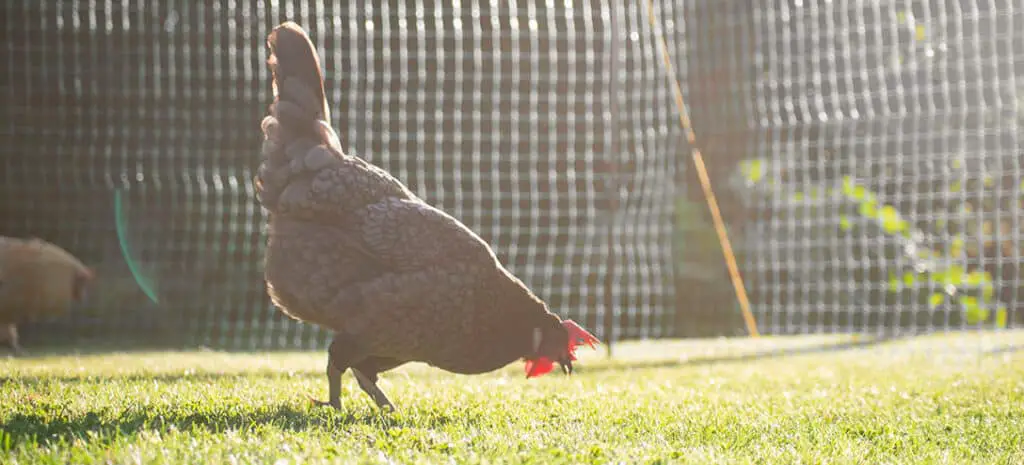 chicken fenced in