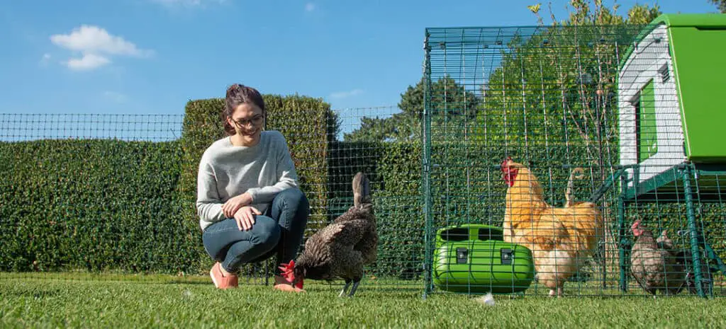 chicken fence 