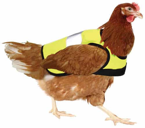 chicken wearing a hi-viz jacket