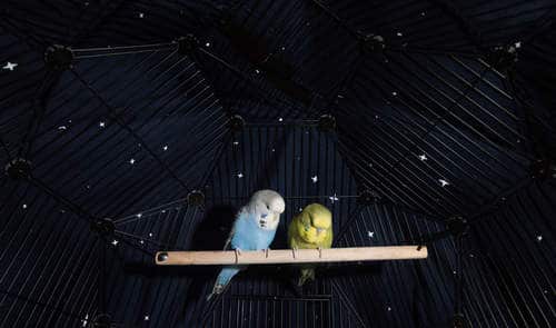 budgies covers to sleep better at night