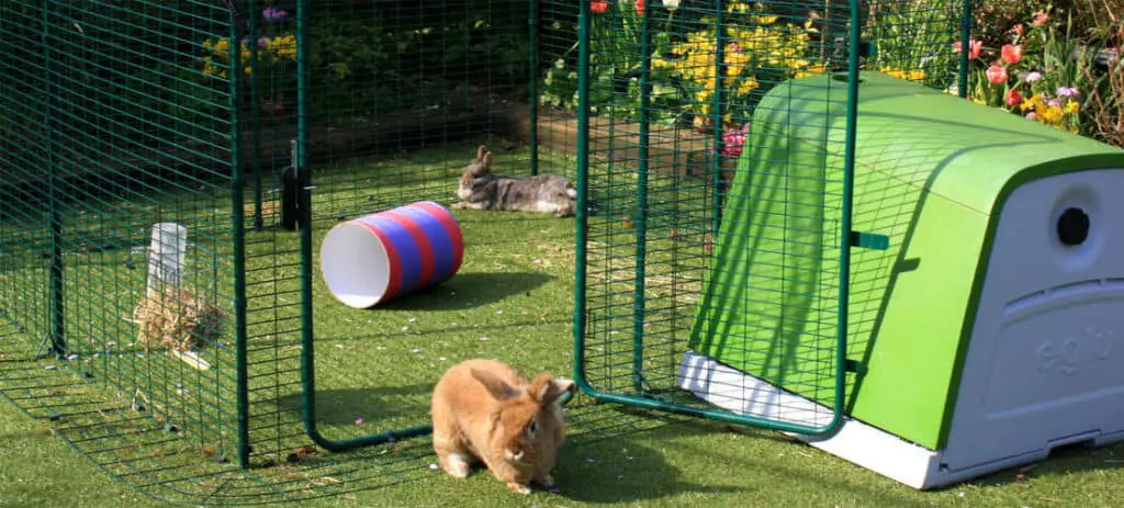 outdoor rabbit run