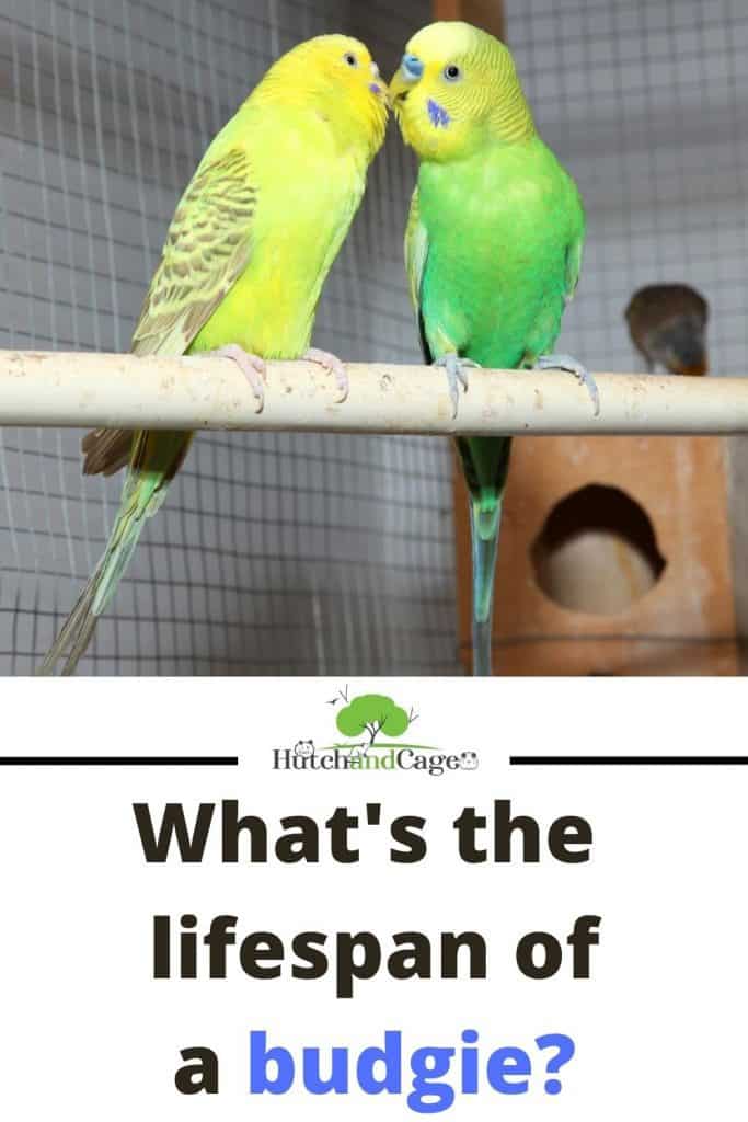 two budgies in a cage