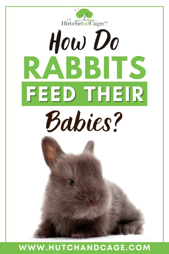 How Do Rabbits Feed Their Babies? Hutch and Cage