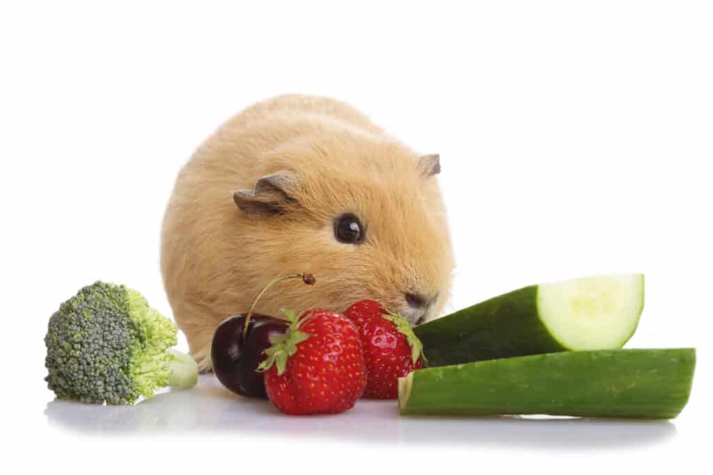 guinea pig with fruit