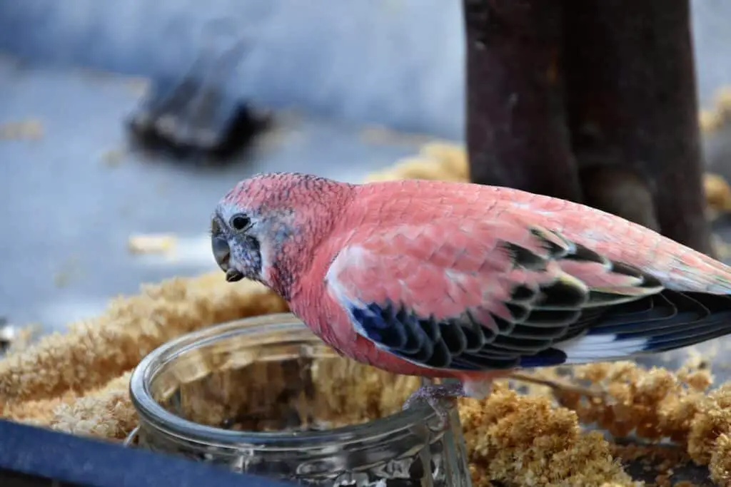 Bourkes Parakeet