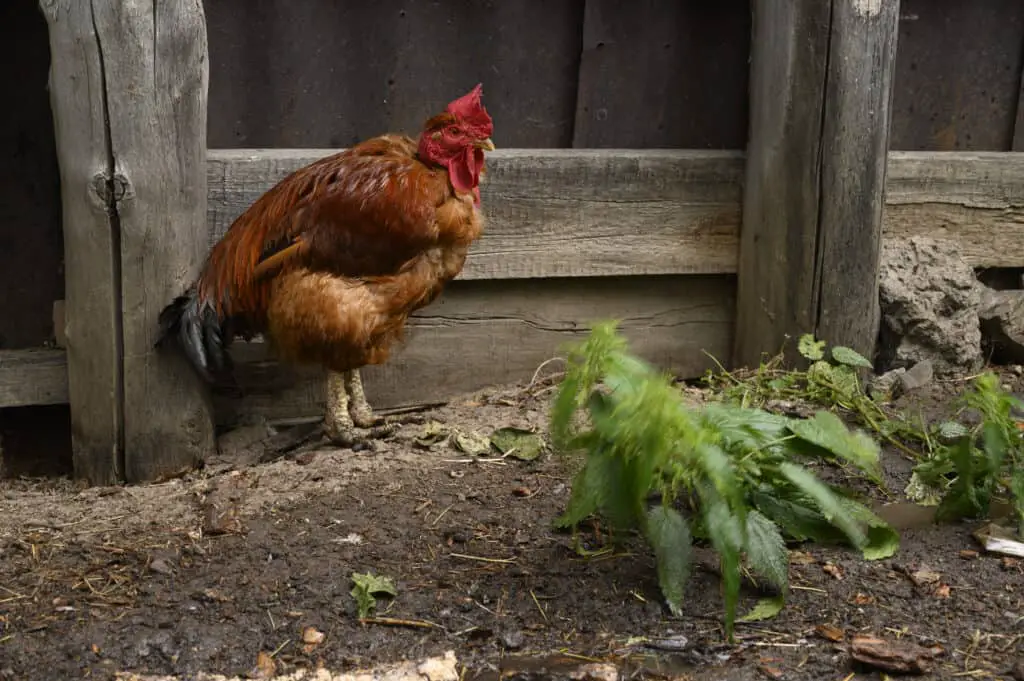 chicken in the rain