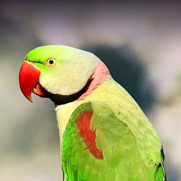 7 Best Parakeets for a First-Time Keepers 4