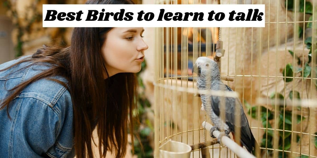 Birds that can Learn to Talk | 7 Best Talking birds