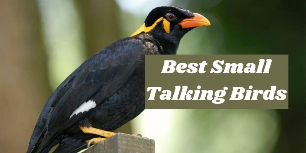 best small talking birds