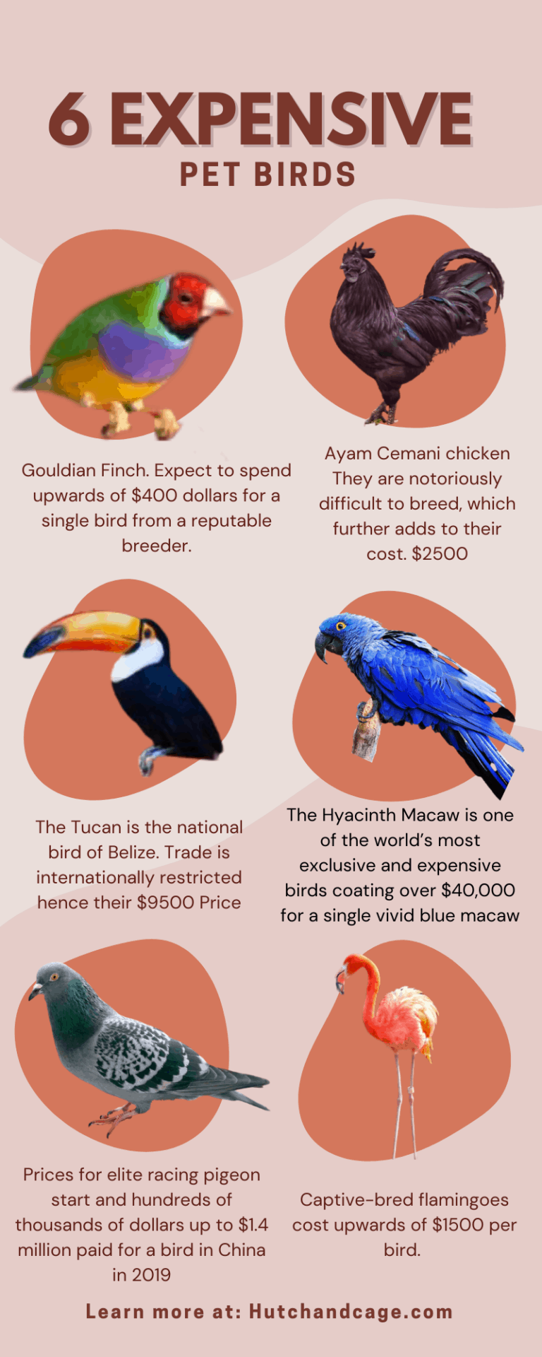 Top 7 Most Expensive Pet Birds ( Which do you want?) Hutch and Cage