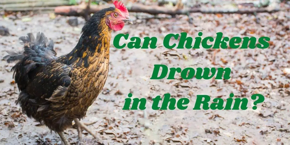 Can Chickens Drown in the Rain?