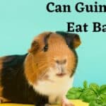 guinea pigs eat basil