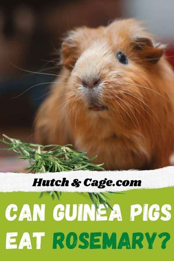 guinea pig eating rosemary