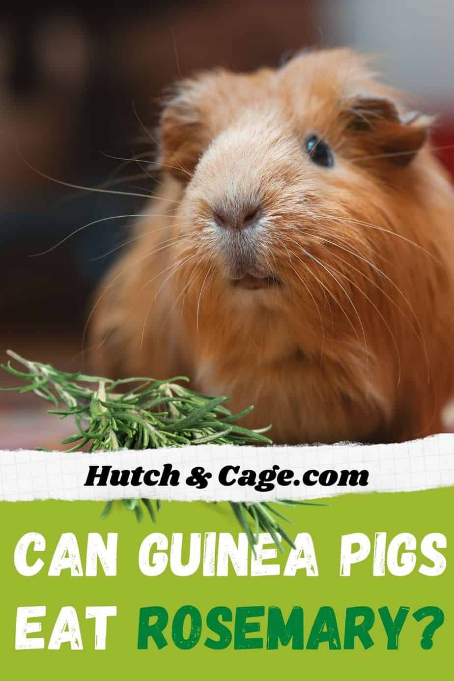 Can Guinea Pigs Eat Rosemary? | Hutch and Cage