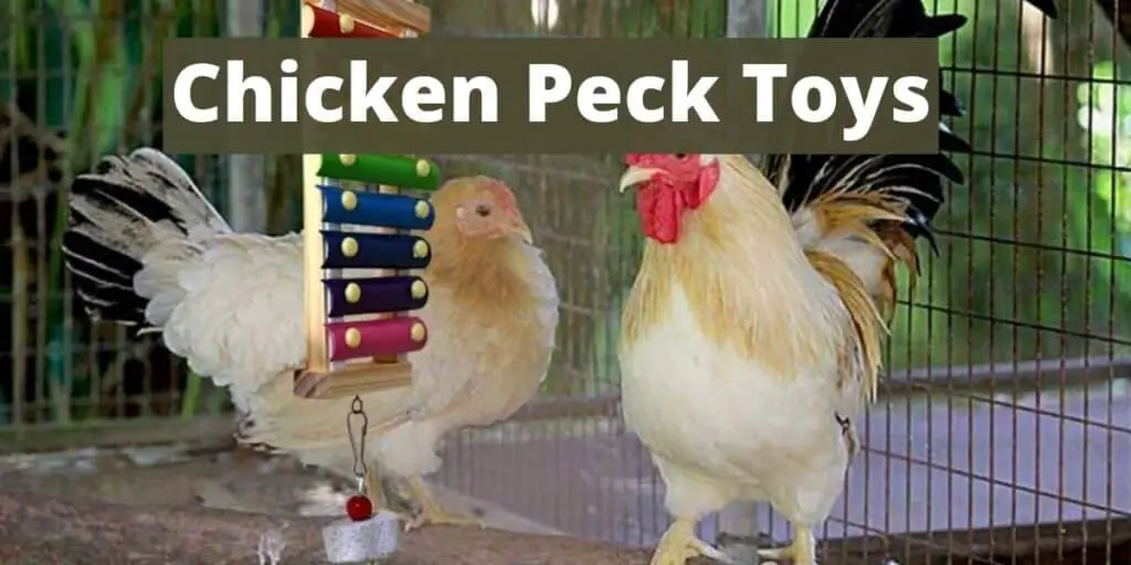 chicken peck toys