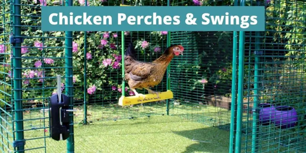 chicken on a swing