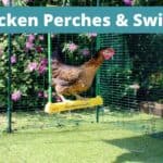 chicken on a swing
