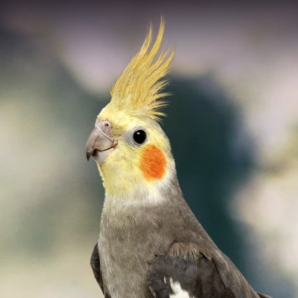 cockatiel