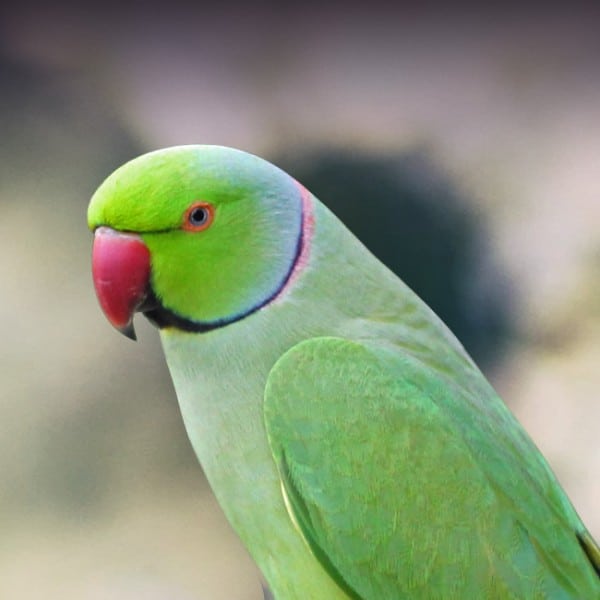 7 Best Parakeets for a First-Time Keepers 1