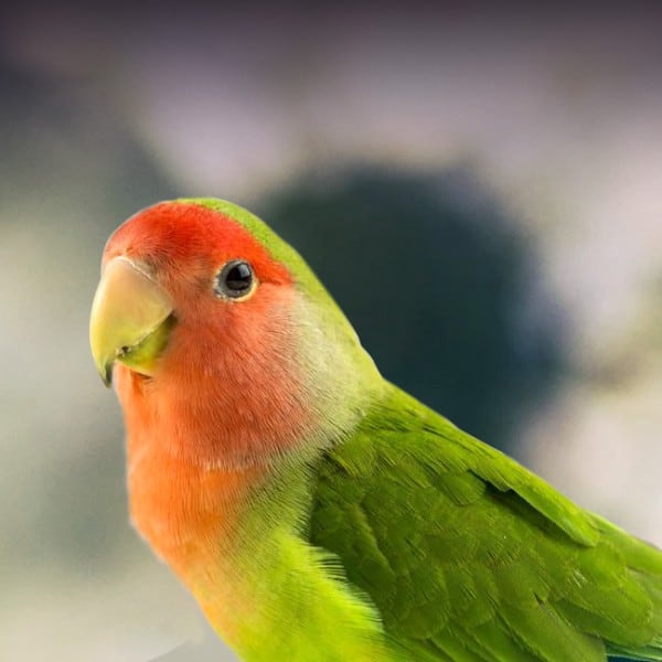 lovebird