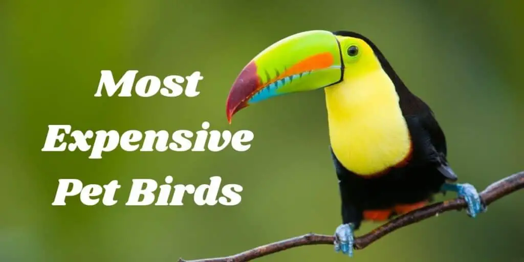 Top 7 Most Expensive Pet Birds ( Which do you want?) 1