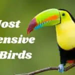Top 7 Most Expensive Pet Birds ( Which do you want?) 12