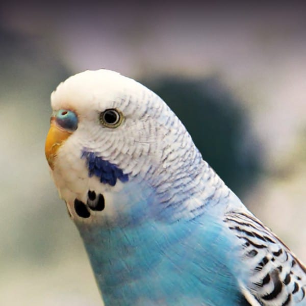 7 Best Parakeets for a First-Time Keepers 5